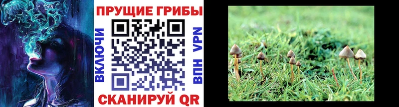 Псилоцибиновые грибы Cubensis  купить наркотик  Пенза 